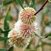 Hakea Plant Diamond Painting