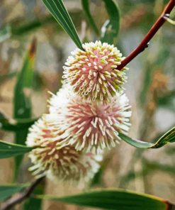 Hakea Plant Diamond Painting