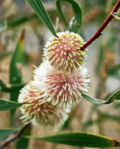 Hakea Plant Diamond Painting