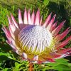 King Protea Diamond Painting