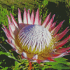 King Protea Diamond Painting