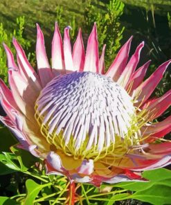 King Protea Diamond Painting