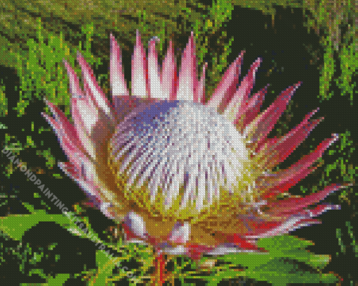 King Protea Diamond Painting