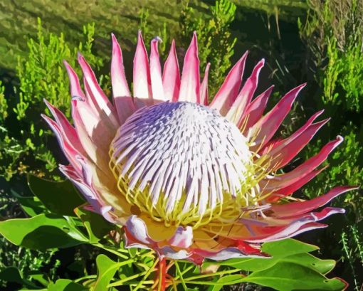 King Protea Diamond Painting