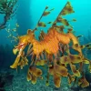 Leafy Seadragon Underwater Diamond Painting