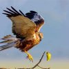 Marsh Harrier Bird Diamond Painting