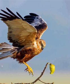 Marsh Harrier Bird Diamond Painting