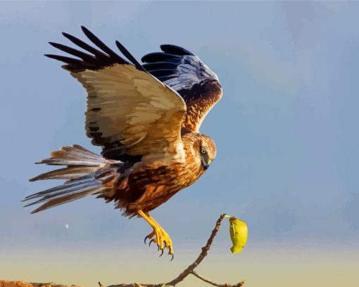 Marsh Harrier Bird Diamond Painting