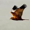 Marsh Harrier Diamond Painting