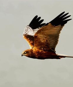 Marsh Harrier Diamond Painting