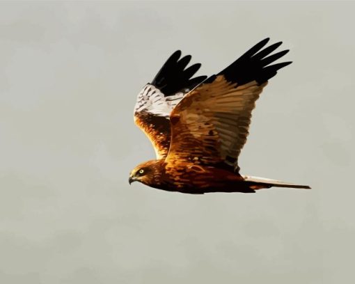 Marsh Harrier Diamond Painting