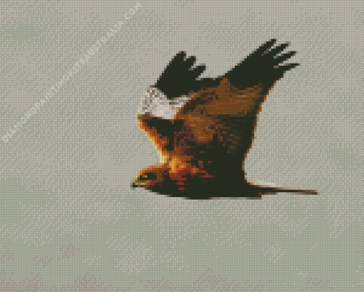 Marsh Harrier Diamond Painting