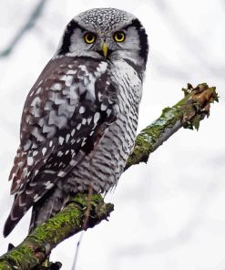 Northern Hawk Diamond Painting