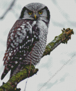 Northern Hawk Diamond Painting