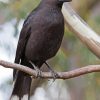 Pied Currawong On Branch Diamond Painting