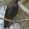 Pied Currawong On Branch Diamond Painting