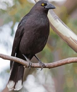 Pied Currawong On Branch Diamond Painting