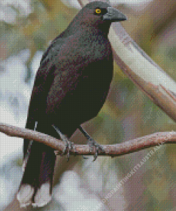 Pied Currawong On Branch Diamond Painting