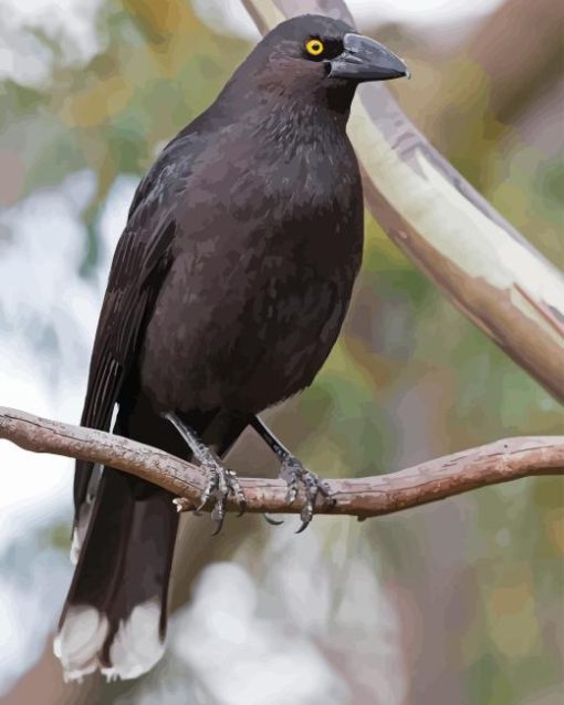 Pied Currawong On Branch Diamond Painting