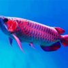 Red Asian Arowana Diamond Painting