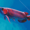 Red Asian Arowana Diamond Painting