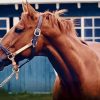 Secretariat Horse Diamond Painting