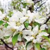 White Crabapple Diamond Painting