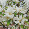 White Crabapple Diamond Painting