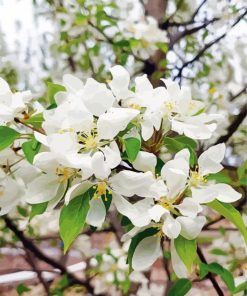 White Crabapple Diamond Painting