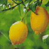 Lemon Plant Diamond Painting