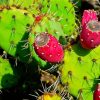 Prickly Pear Diamond Painting