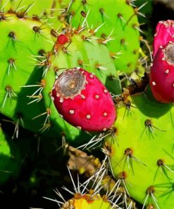 Prickly Pear Diamond Painting