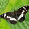 White Admiral Diamond Painting