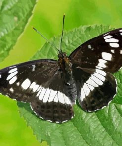 White Admiral Diamond Painting