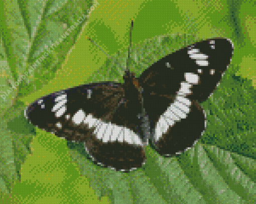 White Admiral Diamond Painting