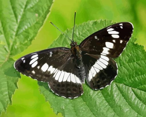 White Admiral Diamond Painting