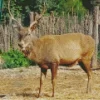 Barbary Stag Diamond Painting