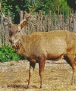 Barbary Stag Diamond Painting