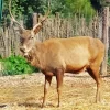 Barbary Stag Diamond Painting