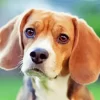 Beagle Hound Dog Diamond Painting