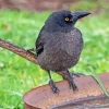 Black Pied Currawong Diamond Painting