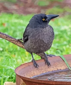 Black Pied Currawong Diamond Painting