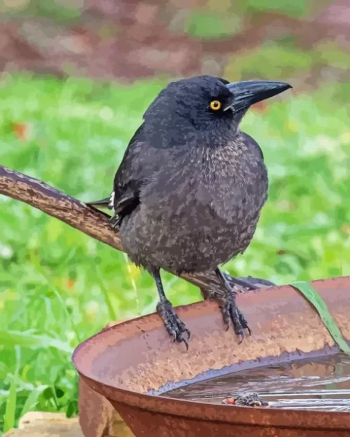 Black Pied Currawong Diamond Painting