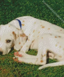 Blond Dalmatian Dog Diamond Painting