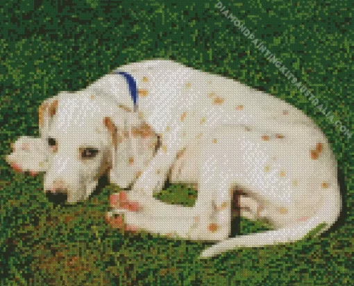 Blond Dalmatian Dog Diamond Painting