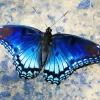 Blue And Black Butterfly Diamond Painting