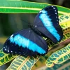 Blue And Black Butterfly On Leaf Diamond Painting