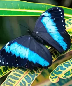 Blue And Black Butterfly On Leaf Diamond Painting