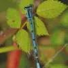 Blue And Black Dragonfly Diamond Painting