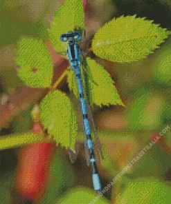 Blue And Black Dragonfly Diamond Painting